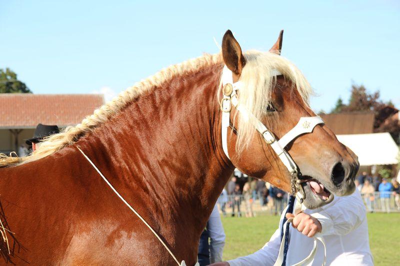 Bonne nouvelle pour l'élevage comtois !Cheval